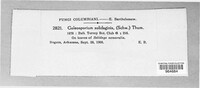 Coleosporium asterum image